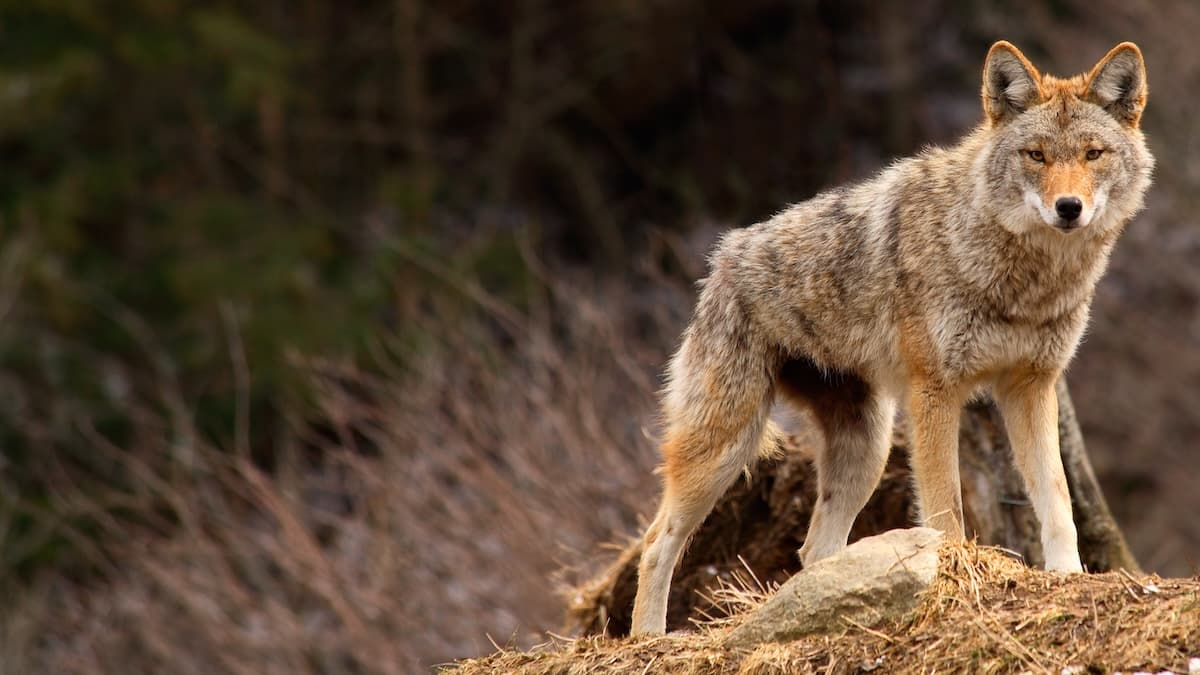Coyote malware